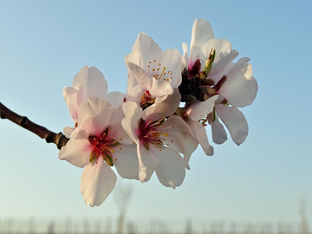 Hofgarten Rosa Ilbesheim bei Landau in der Pfalz Zewnętrze zdjęcie